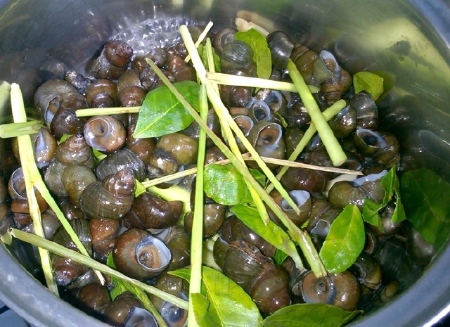 Ốc Đắng Hấp Sả