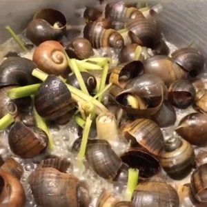 Ốc Dừa Hấp Xả