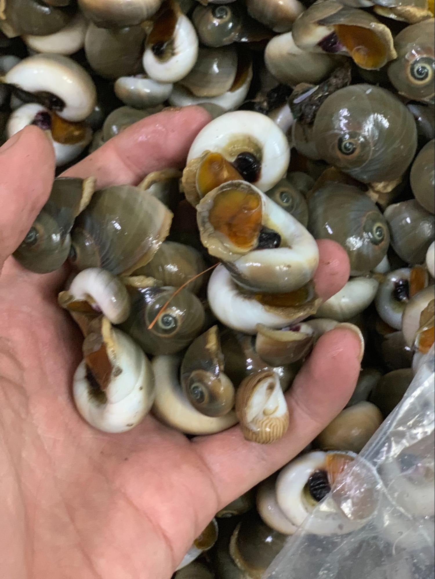 Ốc Mỡ Rang Muối